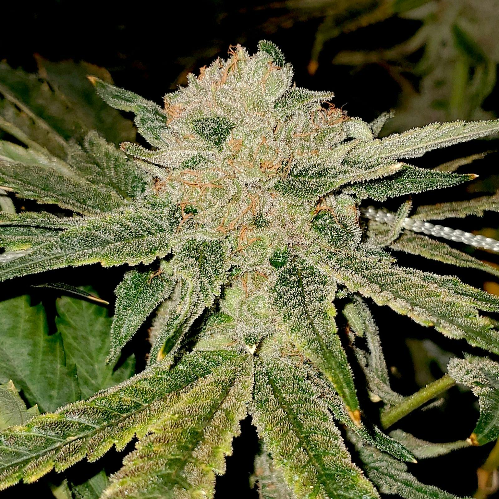 Elev8 Seeds Gelato Kiss Indica Leafly